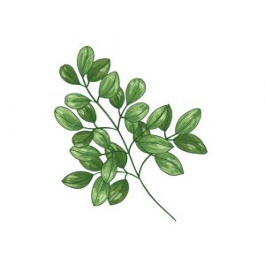 Moringa